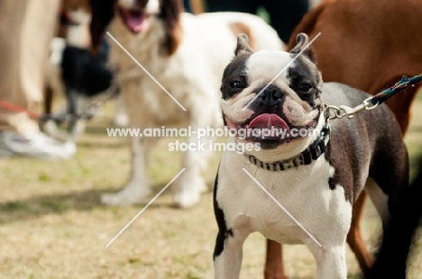 Boston Terrier on lead