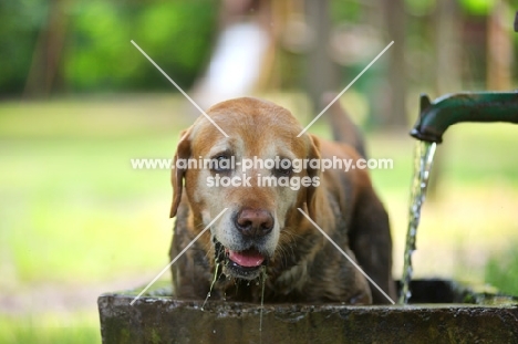dirty yellow labrador retriever in a fountain