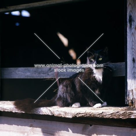 black cat with white markings on a bench