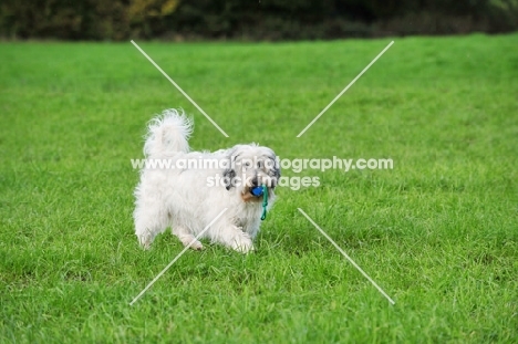 Polish Lowland Sheepdog retrieving toy in field