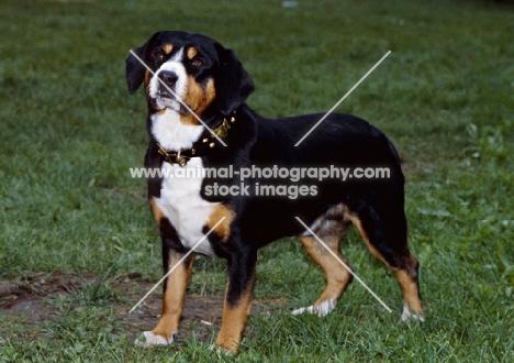 entlebucher standing on grass
