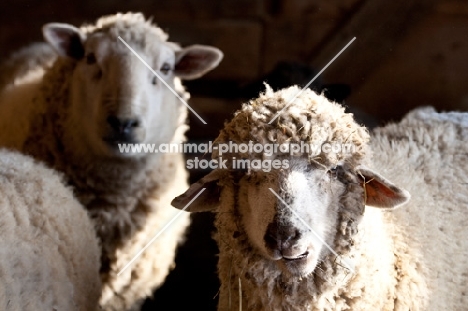 Group of mixed breed sheep in a barn