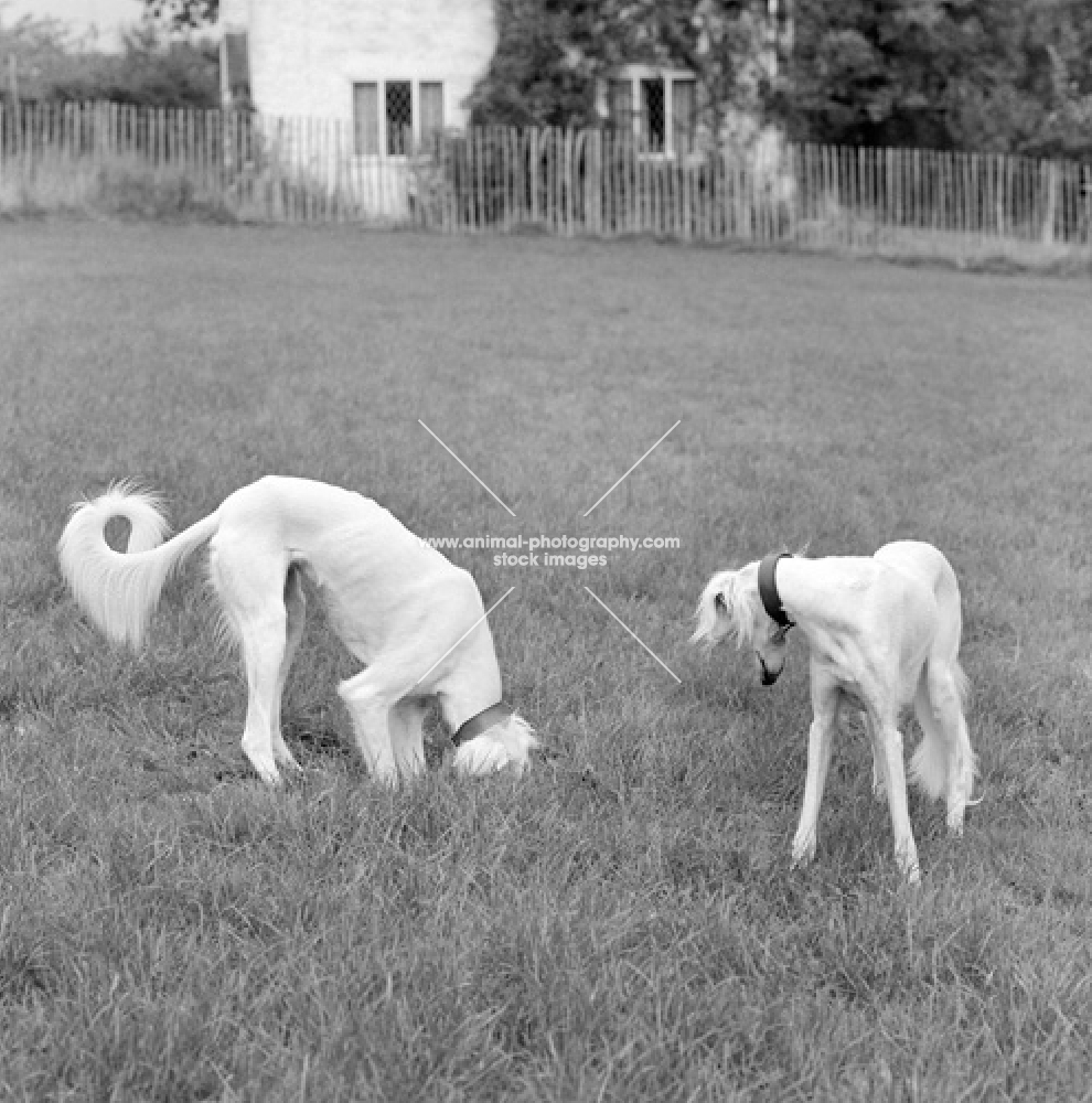 two salukis playing 