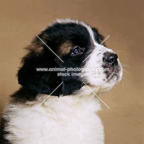 head shot of saint bernard puppy