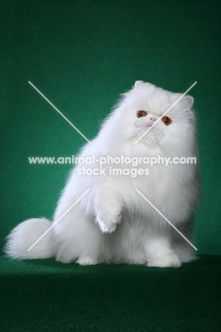 white Persian