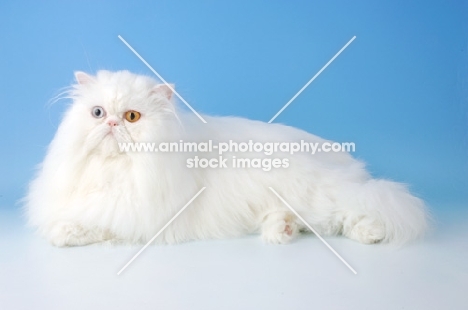 odd eyed white Persian on blue background