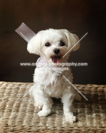 young, cute, cheerful Maltese