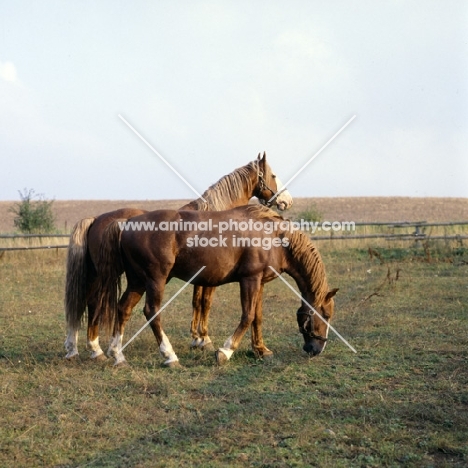 Hjelm, Rex Naesdal two Frederiksborg stallions in field