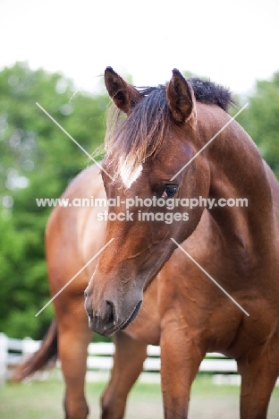 brown Appaloosa