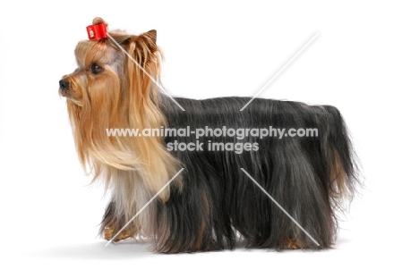 Australian Champion Yorkshire Terrier, side view