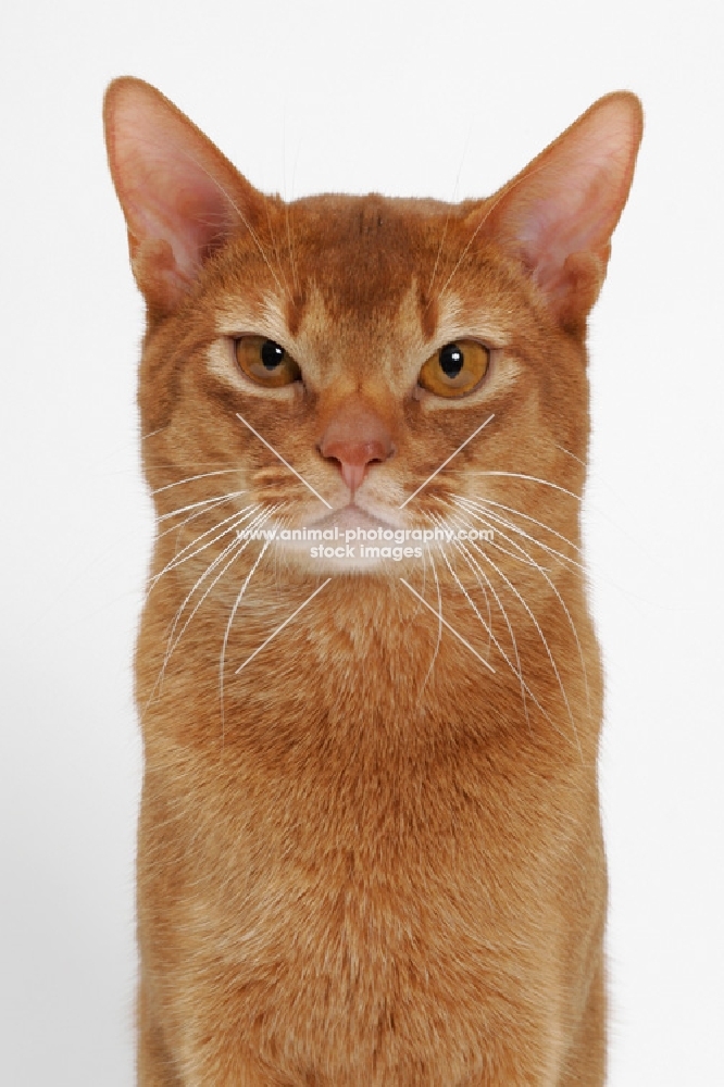 sorrel Abyssinian on white background, front view