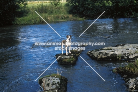 Welsh Sheepdog (aka Welsh collie), in the middle of a river