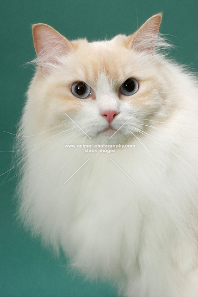 cream point Ragdoll, head study