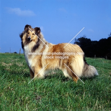 rough collie standing in a field