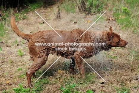 Chesapeake Bay Retriever shaking of water