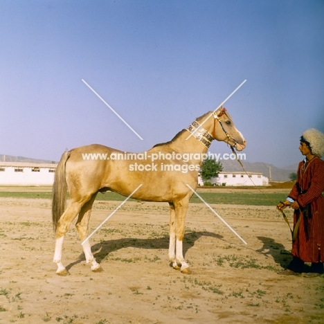 akhal teke, full body with groom in traditional turkmen clothes