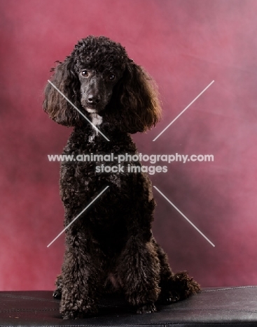 miniature Poodle sitting on pink background