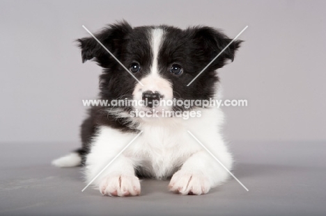 Border Collie puppy lying down