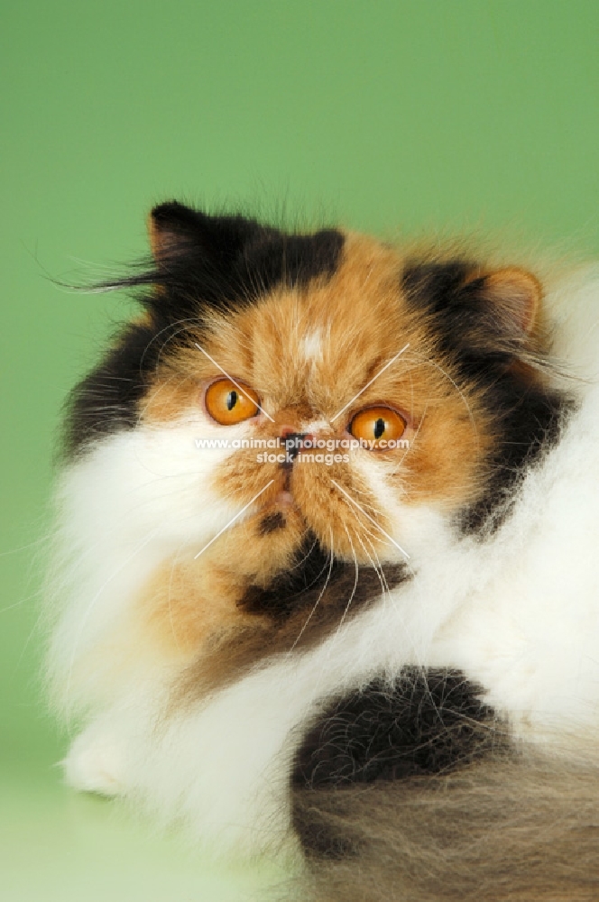 tortie and white persian cat, portrait