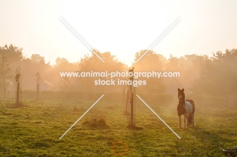 horse in sunrise