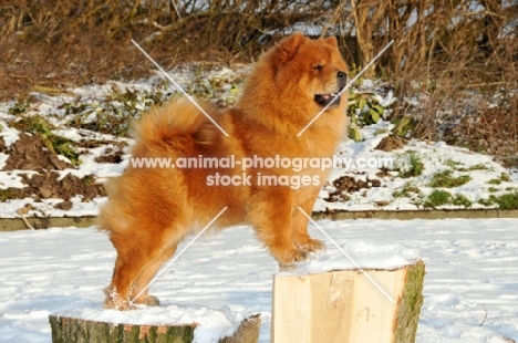 Chow standing on wood blocks