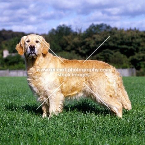 sh ch westley jacob, golden retriever standing on grass