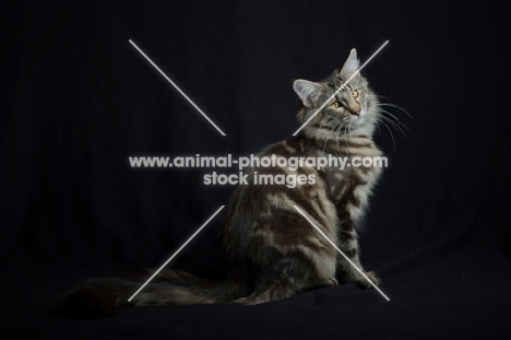 Portrait of Quadzilla's Taiji sitting, studio shot with black background