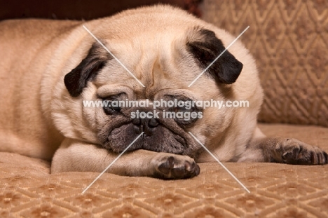 Pug resting on sofa