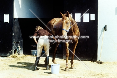 girl grooming a horse at pony club camp