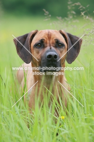 Rhodesian Ridgeback in high grass