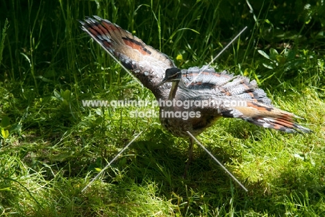 sunbittern bird with wings spread