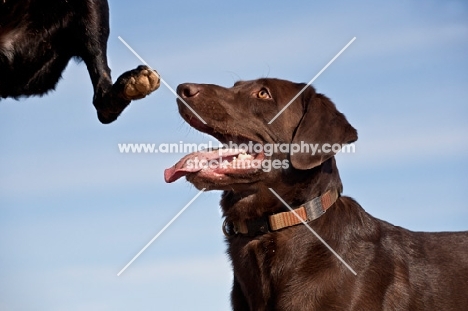 Labrador looking at another one jumping up
