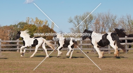 three Gypsy Vanner horses running in field