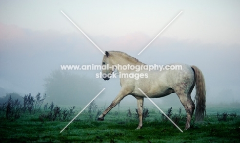 Andalusian stepping in foggy field. 