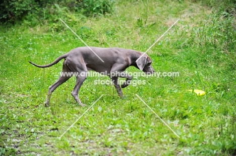 undocked Weimaraner, walking