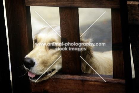 golden retriever waiting for her owner to come home