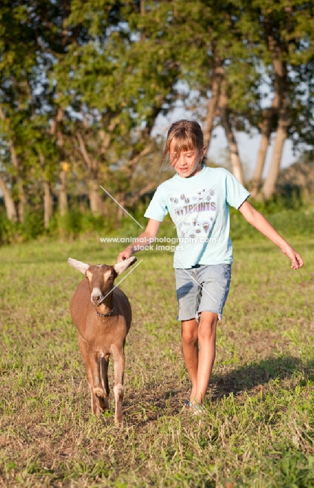 young girl playing with her young Alpine dairy goat kid