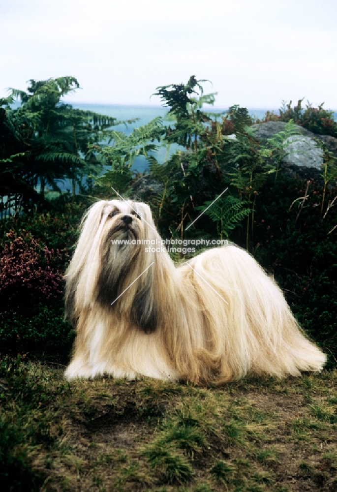 ch saxonsprings hackensack (hank) lhasa apso, looking proud in moorland