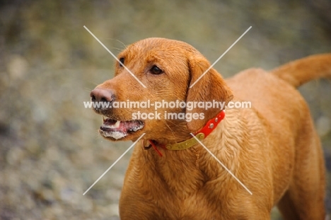 Labrador Retriever looking up with mouth open