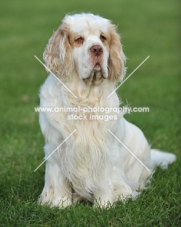 lemon and white show bred clumber, sitting in grass
