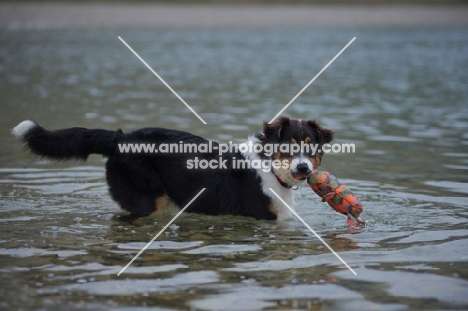 black tri colour australian shepherd puppy in the lake with a toy in his mouth