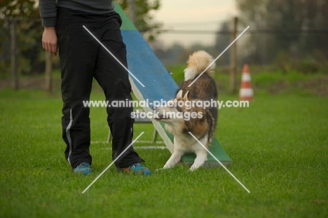 husky mix doing trick near trainer