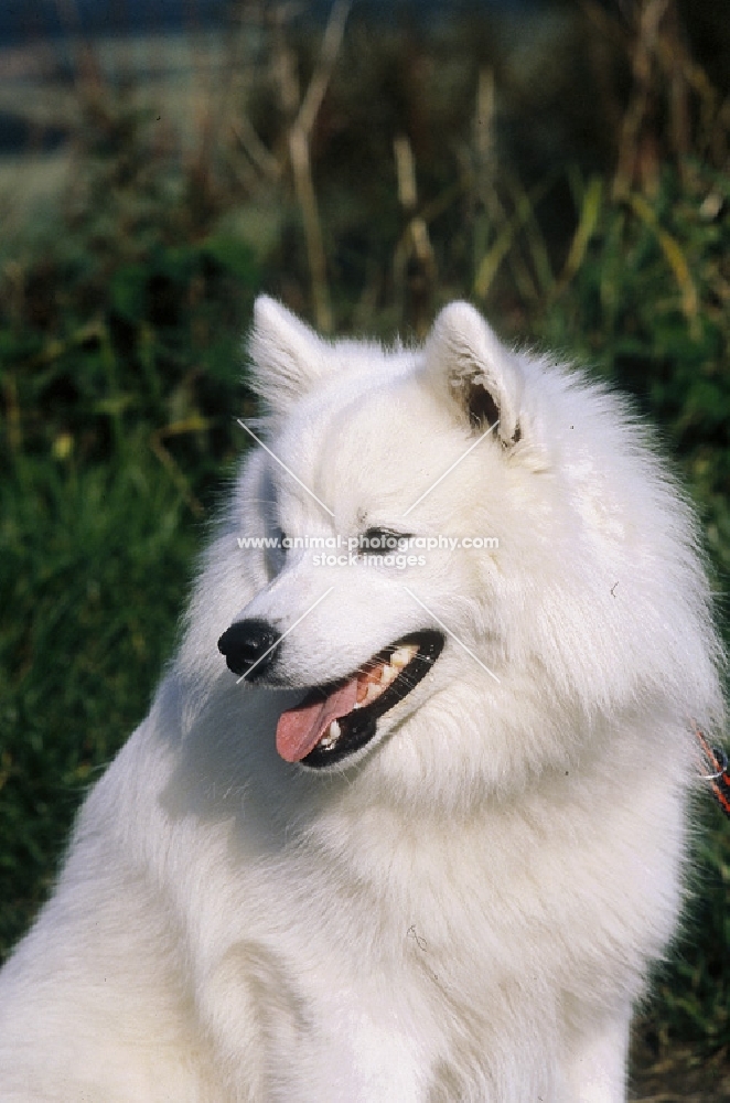 Japanese Spitz looking away