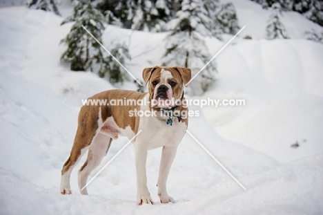 Old English Bulldog in winter