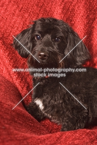 Doxiepoo (Dachshund / Poodle Hybrid Dog) also known as doxiepoo, doodle