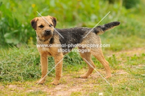 Border Terrier (aka coquetdale, reedwater terrier)