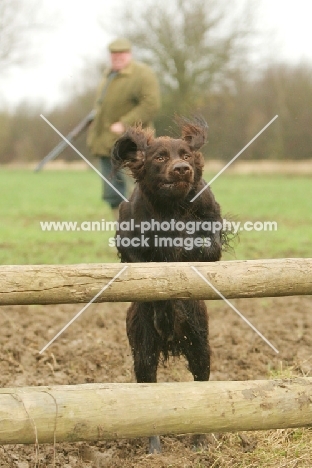 German Longhaired Pointer, jumping fence