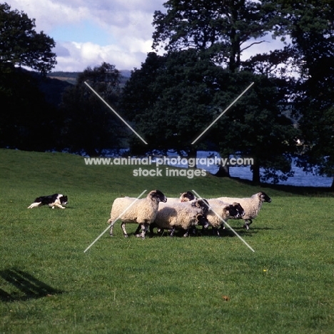 border collie working sheep on 'one man and his dog' , lake district