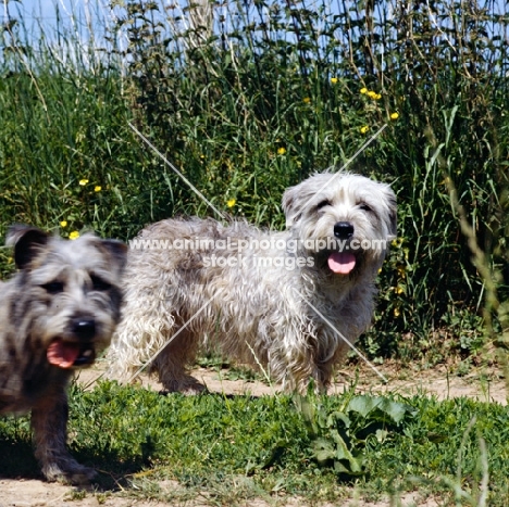 two glen of imaal terriers standing on a field path