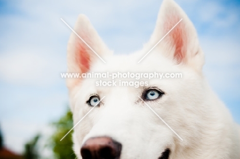 white Siberian Husky, blue eyed